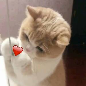 工作代理小狼导航
